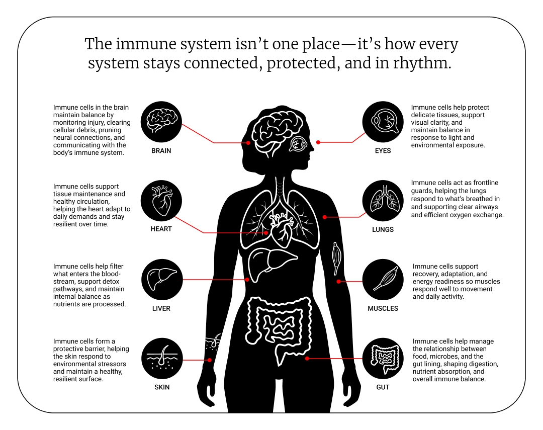 Immune Cells are Present in Every Organ