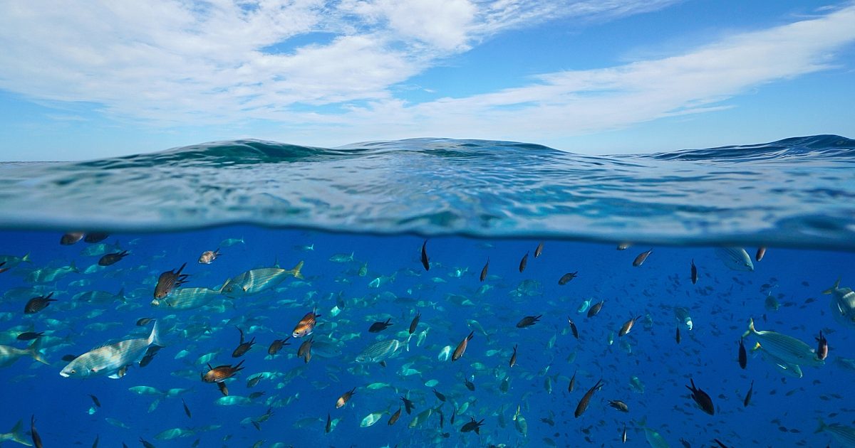 Big Bold Health Omega3s The science you need to know