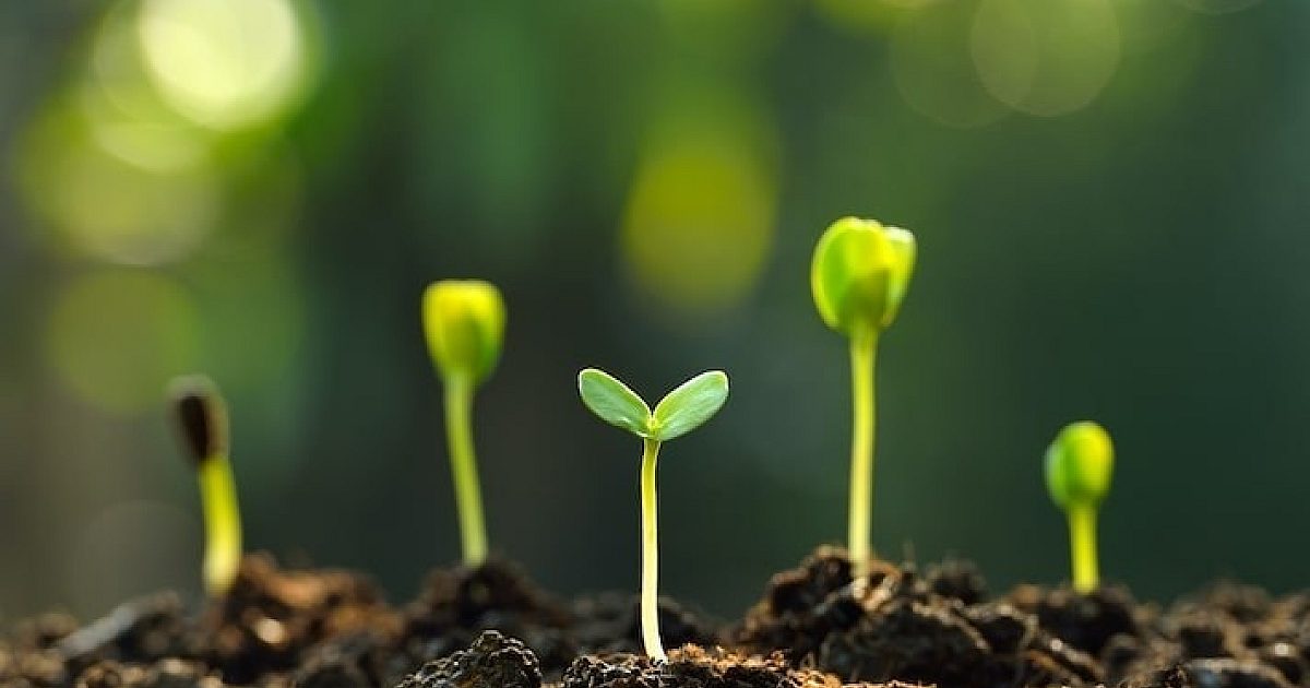 Big Bold Health How plants train immunity